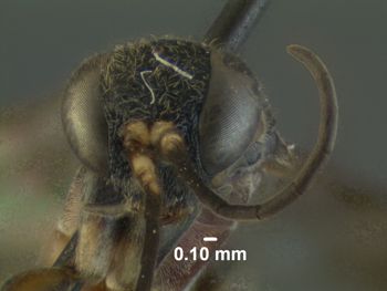 Media type: image;   Entomology 31320 Aspect: head frontal view